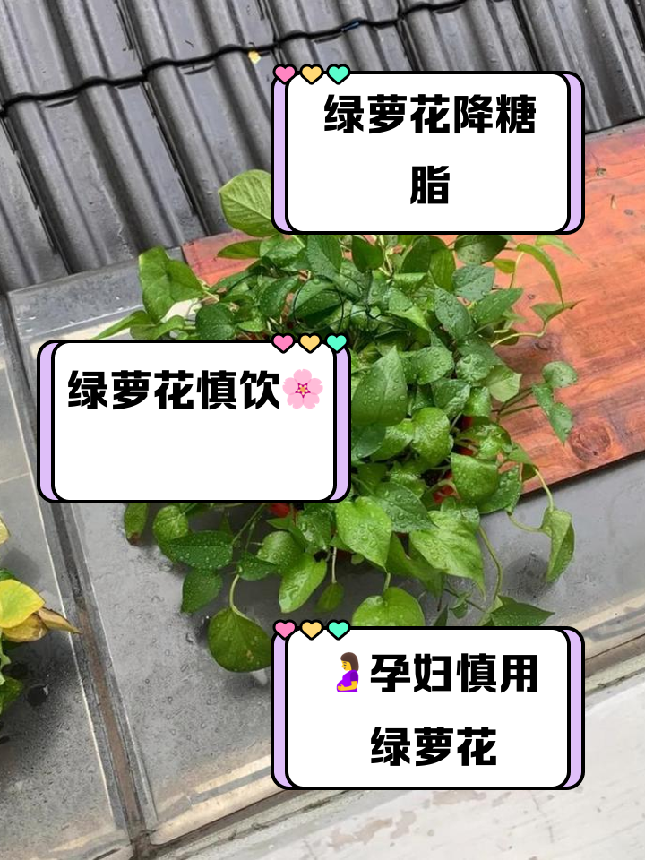 绿萝开不开花