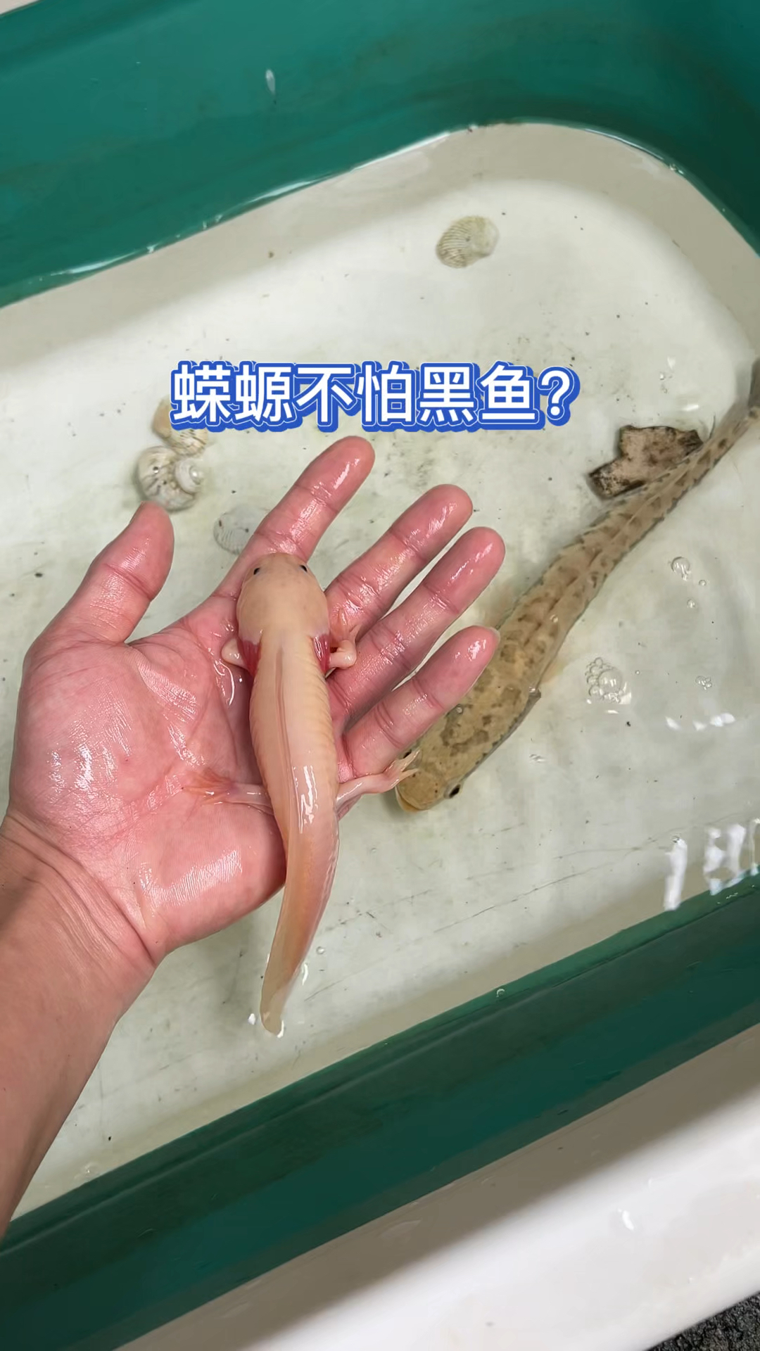 蝾螈是否有毒